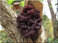 Trugzitterpilz - Ascotremella faginea