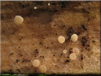 Pokalfrmiger Stngelbecherling - Cyathicula cyathoidea