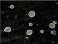 Schneeweies Haarbecherchen - Dasyscyphella nivea