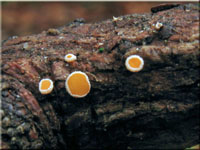 Gemeines Lrchen-Haarbecherchen - Lachnellula occidentalis