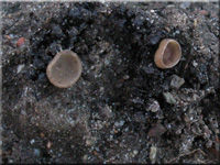 K�tzchen-Stromabecherling - Ciboria caucus