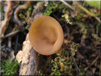 Anemonenbecherling - Dumontinia tuberosa