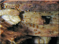 Eingedrckter Pustelpilz - Nectria peziza