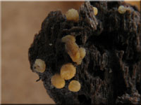 Bactridium flavum