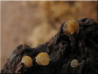 Bactridium flavum