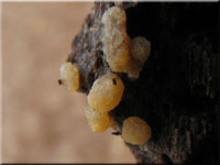 Bactridium flavum