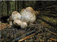 Grauer Faltentintling - Coprinus atramentarius