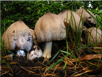 Grauer Faltentintling - Coprinus atramentarius