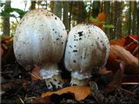 Grauer Faltentintling - Coprinus atramentarius