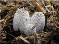 Struppiger Mist-Tintling - Coprinus cinereus