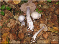 Bocksdickfu� - Cortinarius camphoratus