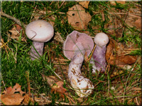 Bocksdickfu� - Cortinarius camphoratus