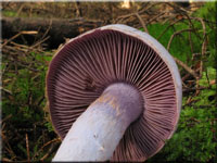 Bocksdickfu� - Cortinarius camphoratus