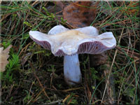Bocksdickfu� - Cortinarius camphoratus