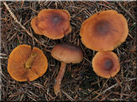 Orangeblttriger Zimt-Hautkopf - Cortinarius cinnamomeus