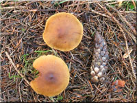 Orangeblttriger Zimt-Hautkopf - Cortinarius cinnamomeus