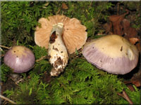 Safranblauer Schleimfu - Cortinarius croceocaeruleus