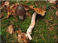 Langstieliger Schleimfu� - Cortinarius elatior