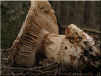 Trgerischer Schleimkopf - Cortinarius fraudulosus