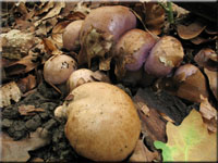 Erdigriechender Schleimkopf - Cortinarius variecolor