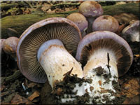 Erdigriechender Schleimkopf - Cortinarius variecolor