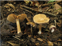 Gelbvioletter Risspilz - Inocybe reisneri