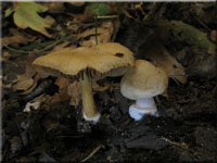 Gelbvioletter Risspilz - Inocybe reisneri