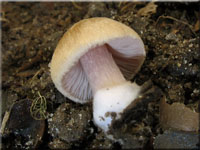 Gelbvioletter Risspilz - Inocybe reisneri