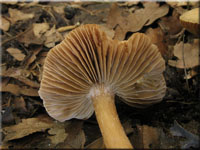 Gelbvioletter Risspilz - Inocybe reisneri