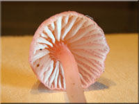 Korallenroter Helmling - Mycena adonis