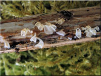 Schalenfrmiger Schsselschwindling - Calyptella capula