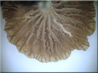 Schildflechten-Nabeling - Omphalina peltigerina