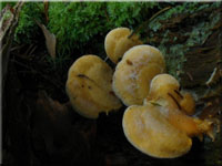 Orangeseitling - Phyllotopsis nidulans