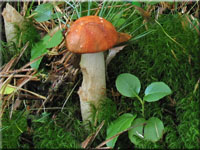 Laubwald-Rotkappe - Leccinum aurantiacum