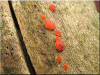 Zerflie�ende Gallerttr�ne - Dacrymyces stillatus