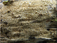 Zweifarbiger Harz-Rindenpilz - Resinicium bicolor