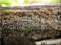 Jupiterbart - Hyphodontia barba-jovis