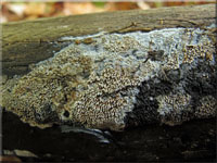 Schwarzbrauner Fadenstachelpilz - Myoacia fuscoatra