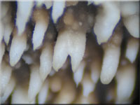 Schwarzbrauner Fadenstachelpilz - Myoacia fuscoatra