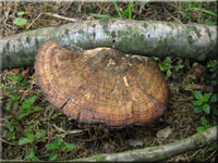 Braunroter Bl�tterwirrling - Daedaleopsis tricolor