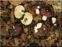 Purpurschwarzer Tubling - Russula atropurpurea