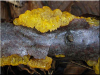 Goldgelber Zitterling - Tremella mesenterica 