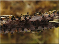 Johannisbeer-Kugelpilz - Diaporthe strumella