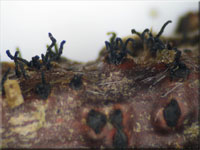 Johannisbeer-Kugelpilz - Diaporthe strumella