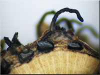 Johannisbeer-Kugelpilz - Diaporthe strumella