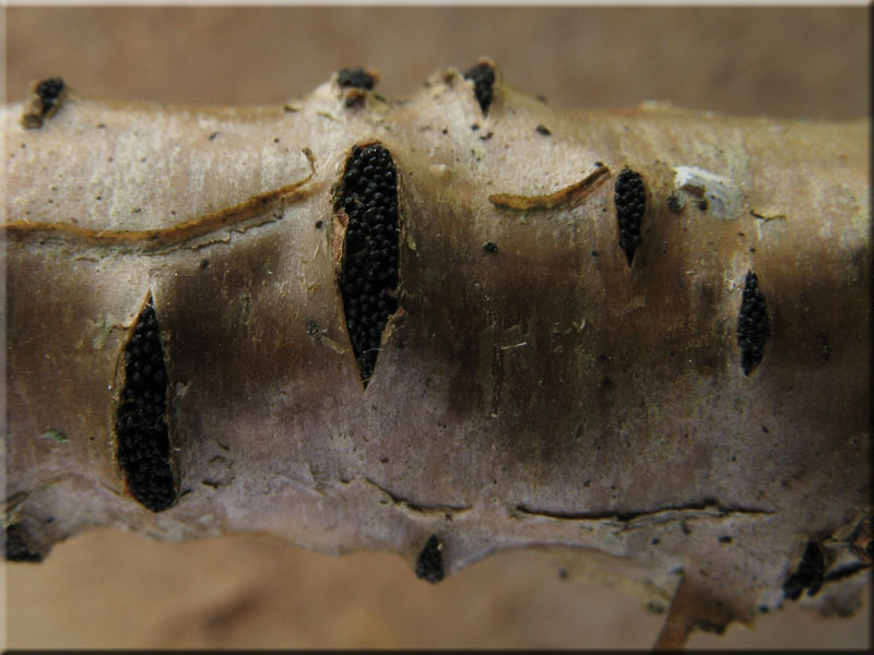 Pilze Pappelrindentod Cryptodiaporthe populea