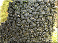 Rasigkrustiger Buchenkugelpilz - Melogramma spiniferum