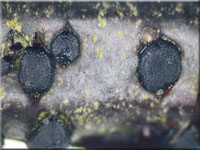 Johannisbeer-Kohlenpilz - Dothiora ribesia