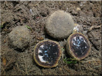 Bunte Hirschtrffel - Elaphomyces muricatus