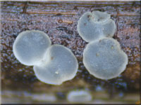 Helles Schilf-Weichbecherchen - Mollisia hydrophila